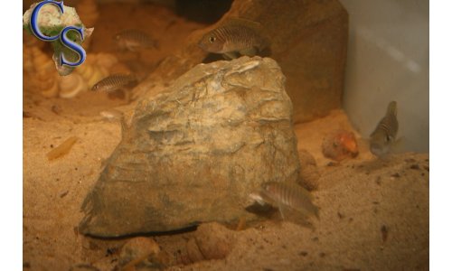Neolamprologus similis